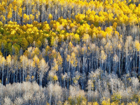 Colorado-Maroon Bells-Snowmass Wilderness Fall colors on Aspen trees White Modern Wood Framed Art Print with Double Matting by Eggers, Julie