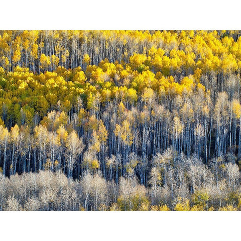 Colorado-Maroon Bells-Snowmass Wilderness Fall colors on Aspen trees Black Modern Wood Framed Art Print by Eggers, Julie