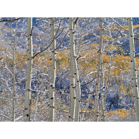 Colorado-San Juan Mts Fresh snow on aspens in the fall Black Modern Wood Framed Art Print with Double Matting by Eggers, Julie
