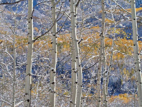 Colorado-San Juan Mts Fresh snow on aspens in the fall Black Ornate Wood Framed Art Print with Double Matting by Eggers, Julie