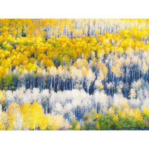 Colorado-Maroon Bells-Snowmass Wilderness Fall colors on Aspen trees White Modern Wood Framed Art Print by Eggers, Julie