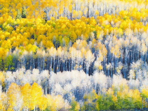Colorado-Maroon Bells-Snowmass Wilderness Fall colors on Aspen trees Black Ornate Wood Framed Art Print with Double Matting by Eggers, Julie
