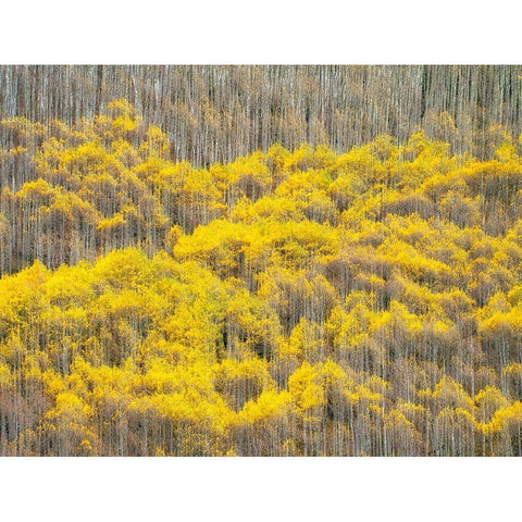 Colorado-Maroon Bells-Snowmass Wilderness Fall colors on Aspen trees Black Modern Wood Framed Art Print by Eggers, Julie