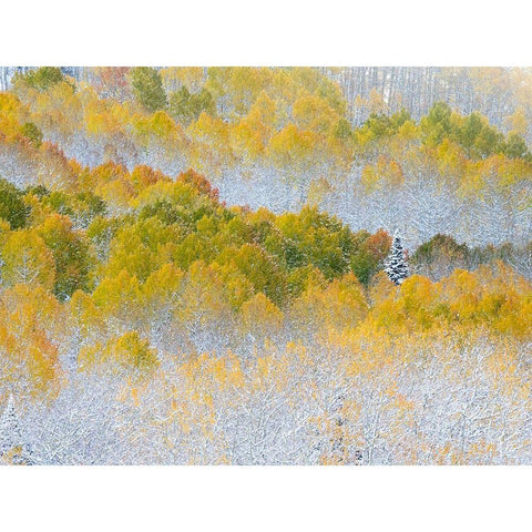 Colorado-San Juan Mts Fresh snow on aspens in the fall Gold Ornate Wood Framed Art Print with Double Matting by Eggers, Julie