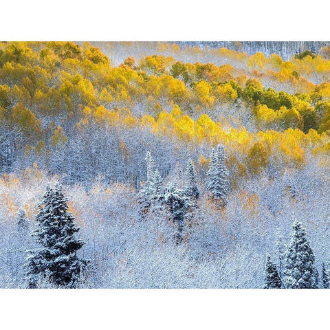 Colorado-San Juan Mts Fresh snow on aspens in the fall Black Modern Wood Framed Art Print with Double Matting by Eggers, Julie
