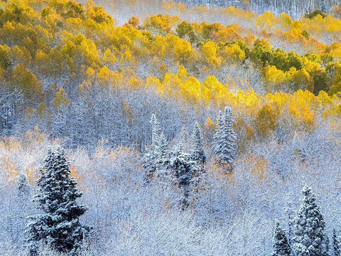 Colorado-San Juan Mts Fresh snow on aspens in the fall White Modern Wood Framed Art Print with Double Matting by Eggers, Julie