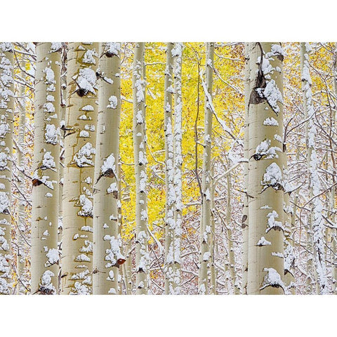 Colorado-San Juan Mts Fresh snow on aspens in the fall Black Modern Wood Framed Art Print with Double Matting by Eggers, Julie