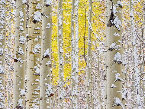 Colorado-San Juan Mts Fresh snow on aspens in the fall Black Ornate Wood Framed Art Print with Double Matting by Eggers, Julie