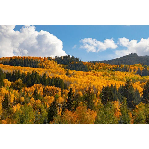 Two Creeks area of Aspen Snowmass ski resort in autumn Black Modern Wood Framed Art Print by Ostrowitz, Mallorie