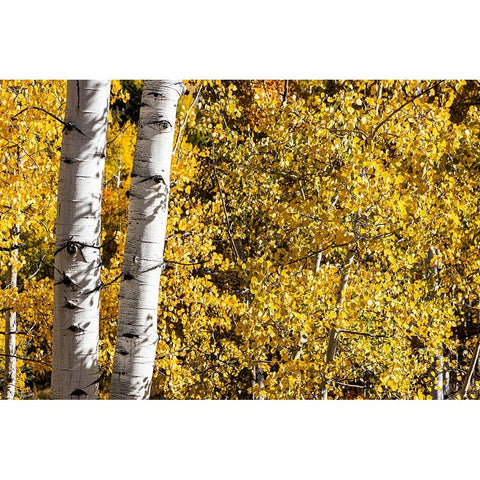 Aspen trees in autumn Gold Ornate Wood Framed Art Print with Double Matting by Ostrowitz, Mallorie