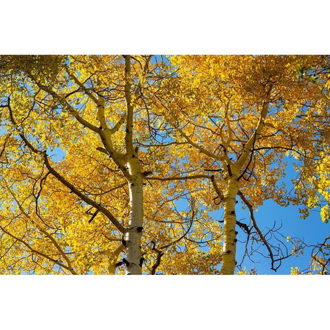 Aspens on the Tom Blake Trail-Colorado Black Modern Wood Framed Art Print by Ostrowitz, Mallorie
