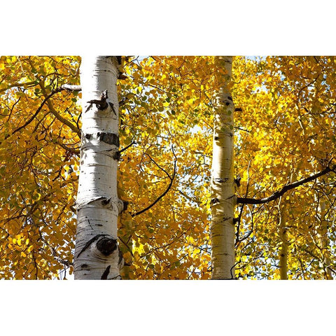 Aspen trees in autumn-Blake Trail-Colorado Gold Ornate Wood Framed Art Print with Double Matting by Ostrowitz, Mallorie