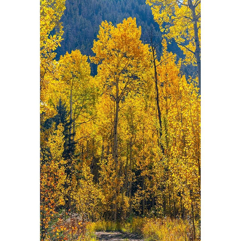 Grouping of aspen trees on a trail-Colorado Black Modern Wood Framed Art Print by Ostrowitz, Mallorie