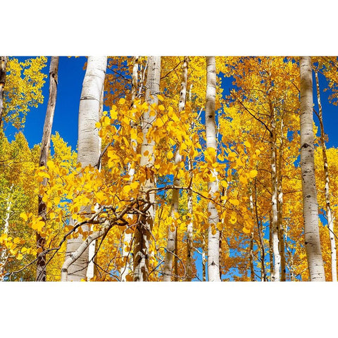 Aspen trees in autumn turning goldin Snowmass White Modern Wood Framed Art Print by Ostrowitz, Mallorie