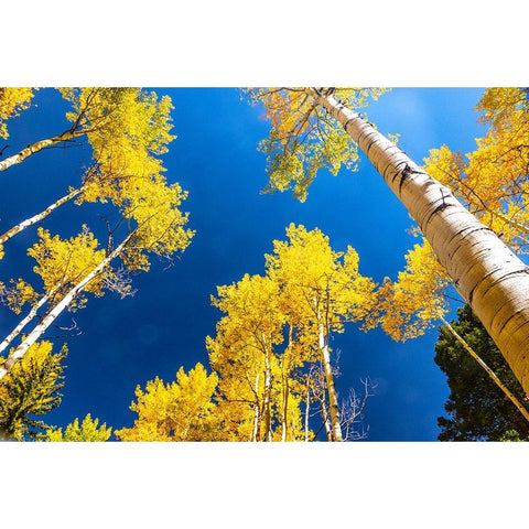 Aspens in autumn Black Modern Wood Framed Art Print by Ostrowitz, Mallorie