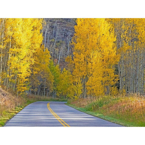 Colorado-Aspen-curved roadway near township of Aspen in fall colors Gold Ornate Wood Framed Art Print with Double Matting by Gulin, Sylvia