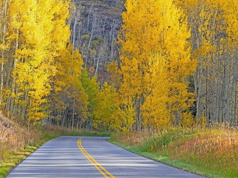 Colorado-Aspen-curved roadway near township of Aspen in fall colors Black Ornate Wood Framed Art Print with Double Matting by Gulin, Sylvia