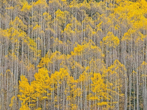 Colorado-Aspens on hillside near township of Aspen in fall colors White Modern Wood Framed Art Print with Double Matting by Gulin, Sylvia