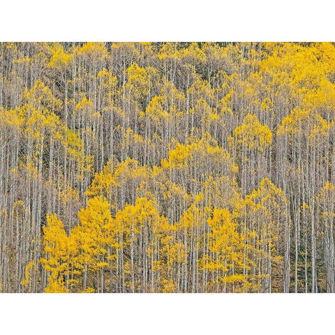 Colorado-Aspens on hillside near township of Aspen in fall colors White Modern Wood Framed Art Print by Gulin, Sylvia