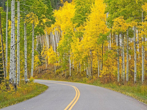 Colorado-Aspen-curved roadway near township of Aspen in fall colors Black Ornate Wood Framed Art Print with Double Matting by Gulin, Sylvia