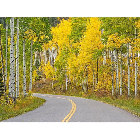 Colorado-Aspen-curved roadway near township of Aspen in fall colors Gold Ornate Wood Framed Art Print with Double Matting by Gulin, Sylvia