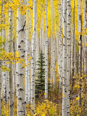 Colorado-Keebler Pass Autumn colors in grove of Aspens with lone evergreen Black Ornate Wood Framed Art Print with Double Matting by Gulin, Sylvia