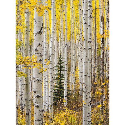 Colorado-Keebler Pass Autumn colors in grove of Aspens with lone evergreen Gold Ornate Wood Framed Art Print with Double Matting by Gulin, Sylvia