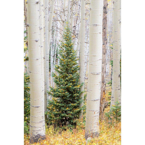 Colorado-Keebler Pass Autumn colors in grove of Aspens with lone evergreen White Modern Wood Framed Art Print by Gulin, Sylvia