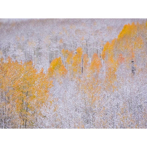 Colorado-Keebler Pass-fresh snow on Aspens with Fall Colors Gold Ornate Wood Framed Art Print with Double Matting by Gulin, Sylvia