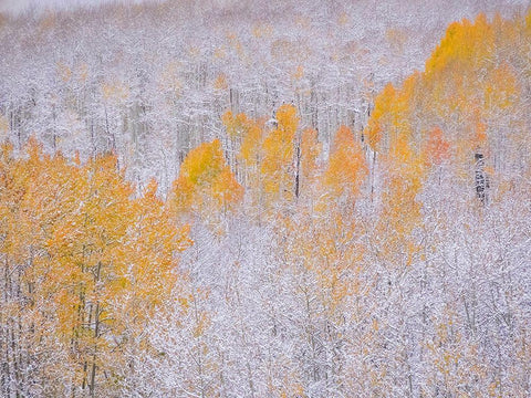 Colorado-Keebler Pass-fresh snow on Aspens with Fall Colors White Modern Wood Framed Art Print with Double Matting by Gulin, Sylvia