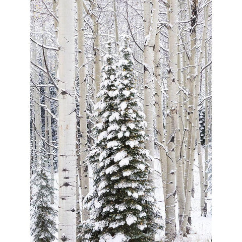 Colorado-Keebler Pass-fresh snow on Aspens and Evergreen trees Black Modern Wood Framed Art Print by Gulin, Sylvia