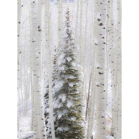 Colorado-Keebler Pass-fresh snow on Aspens and Evergreen trees Black Modern Wood Framed Art Print by Gulin, Sylvia