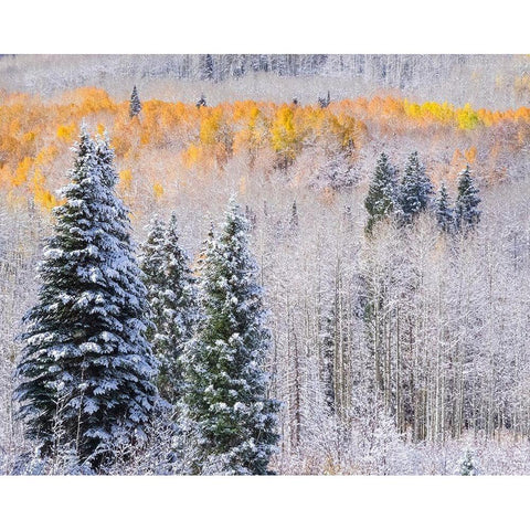 Colorado-Keebler Pass-fresh snow on Aspens with Fall Colors White Modern Wood Framed Art Print by Gulin, Sylvia
