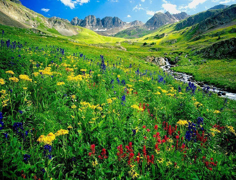Spring is graced with American Basin wildflowers in the Colorado Rocky Mountains White Modern Wood Framed Art Print with Double Matting by SMO