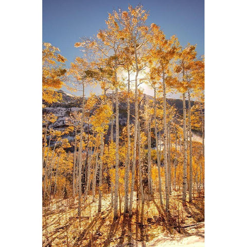 Sunrise through snow covered Aspen trees in the Colorado Rocky Mountains Black Modern Wood Framed Art Print by SMO