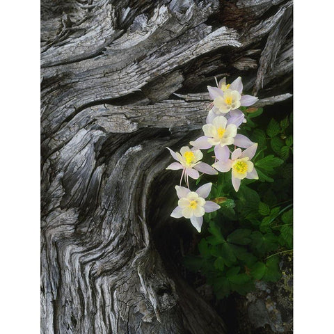 The state flower of Colorado-the columbine-blooms all summer in the Rocky Mountains White Modern Wood Framed Art Print by SMO