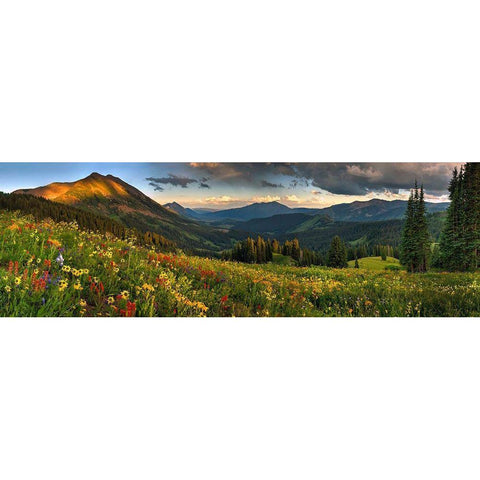 Colorado-Crested Butte-wildflowers Black Modern Wood Framed Art Print by SMO