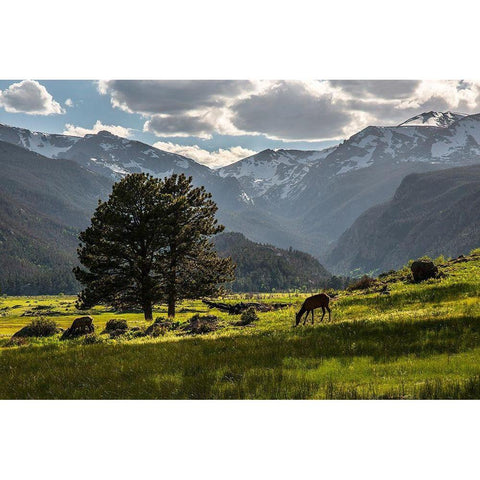 A lone deer grazes in the security of Rocky Mountain National Park in the Colorado Rocky Mountains White Modern Wood Framed Art Print by SMO