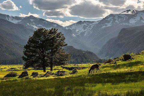 A lone deer grazes in the security of Rocky Mountain National Park in the Colorado Rocky Mountains Black Ornate Wood Framed Art Print with Double Matting by SMO