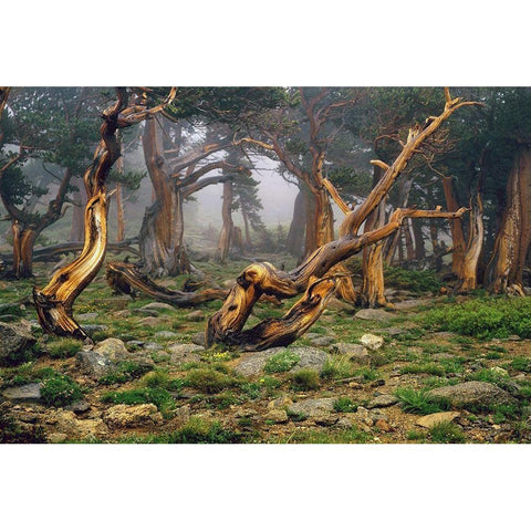 Misty morning bristlecone pines on mount Evans in the Colorado Rocky Mountains White Modern Wood Framed Art Print by SMO