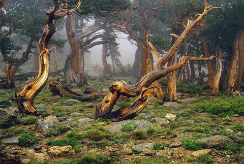 Misty morning bristlecone pines on mount Evans in the Colorado Rocky Mountains Black Ornate Wood Framed Art Print with Double Matting by SMO