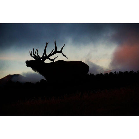 Bugling elk silhouetted against the Colorado Rocky Mountains Black Modern Wood Framed Art Print by SMO