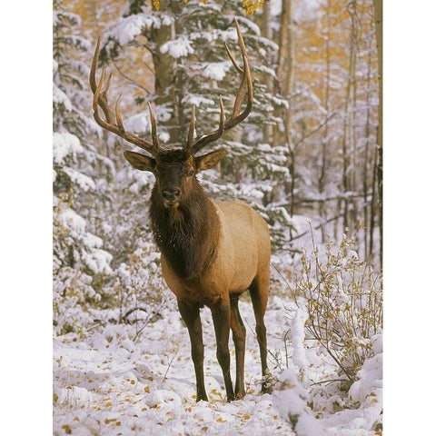 A bull elk in early winter in the Colorado Rocky Mountains Gold Ornate Wood Framed Art Print with Double Matting by SMO