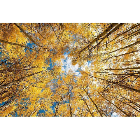 Looking up into yellow Aspen trees in the Colorado Rocky Mountains Black Modern Wood Framed Art Print by SMO