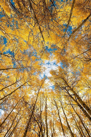 Looking up into yellow Aspen trees in the Colorado Rocky Mountains White Modern Wood Framed Art Print with Double Matting by SMO