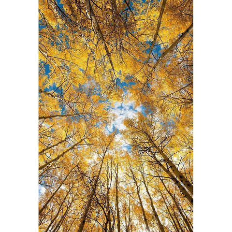 Looking up into yellow Aspen trees in the Colorado Rocky Mountains Black Modern Wood Framed Art Print by SMO