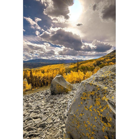 A valley of gold Aspen on Ohio Pass in the Colorado Rocky Mountains near Crested Butte Gold Ornate Wood Framed Art Print with Double Matting by SMO