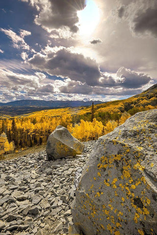 A valley of gold Aspen on Ohio Pass in the Colorado Rocky Mountains near Crested Butte White Modern Wood Framed Art Print with Double Matting by SMO