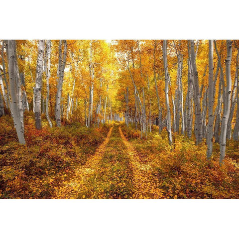 Autumn in the Rocky Mountains of Colorado-as Aspen trees turn bright yellow gold Gold Ornate Wood Framed Art Print with Double Matting by SMO