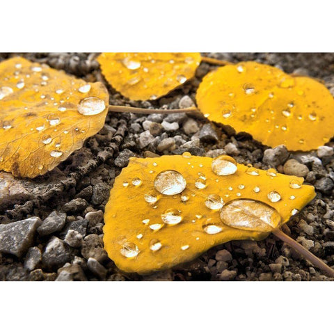 Aspen leaves with morning water droplets in the Colorado Rocky Mountains Black Modern Wood Framed Art Print with Double Matting by SMO